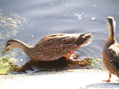 [Side view of a mallard in the water and a partial back view of a malard on the ground. If it wasn't for the yellow bills one would think these were females.]